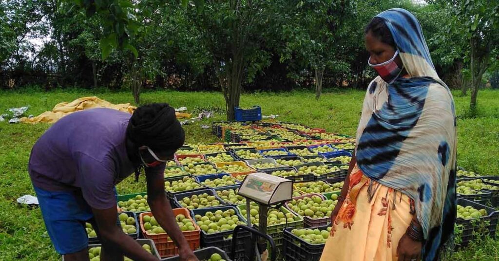 जशपुर में नाशपाती बनी किसानों की कमाई का जरिया, एक एकड़ में 1.5 लाख तक का मुनाफा; देशभर में बढ़ी मांग