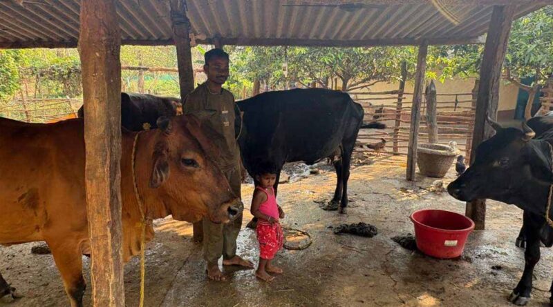 Success Story: पशुपालन ने बदली किसान प्यारेलाल यादव की जिंदगी, डेयरी व्यवसाय से सालाना 1.5 लाख की आय  