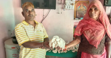 Mushroom Farming: 2 कमरों से शुरू की मशरूम की खेती,  पहले ही साल कमाया डबल मुनाफा  