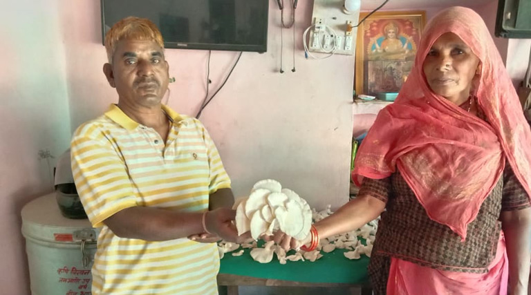 Mushroom Farming: 2 कमरों से शुरू की मशरूम की खेती,  पहले ही साल कमाया डबल मुनाफा  