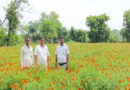 कम लागत में बंपर कमाई! गेंदा फूल से किसान नाथूराम ने कमाए ₹2.12 लाख, बदल गई जिंदगी