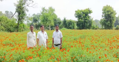 कम लागत में बंपर कमाई! गेंदा फूल से किसान नाथूराम ने कमाए ₹2.12 लाख, बदल गई जिंदगी