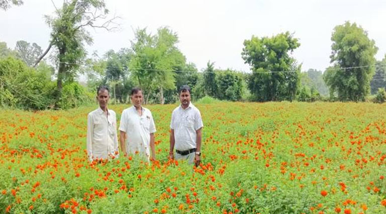 कम लागत में बंपर कमाई! गेंदा फूल से किसान नाथूराम ने कमाए ₹2.12 लाख, बदल गई जिंदगी