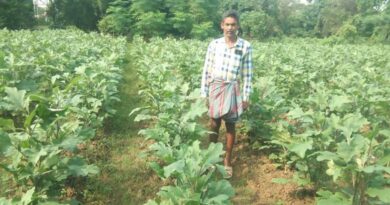 बैंगन की खेती से किसान हुआ मालामाल! 1.31 हेक्टेयर में कमाए 2.45 लाख रुपये, नई तकनीक बनी गेम चेंजर