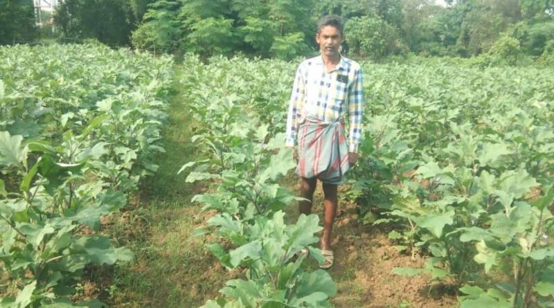 बैंगन की खेती से किसान हुआ मालामाल! 1.31 हेक्टेयर में कमाए 2.45 लाख रुपये, नई तकनीक बनी गेम चेंजर