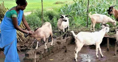 रायपुर: पशुपालन को मिलेगा नया आयाम, भटगांव में स्थापित होगा आधुनिक ब्रीडिंग सेंटर  