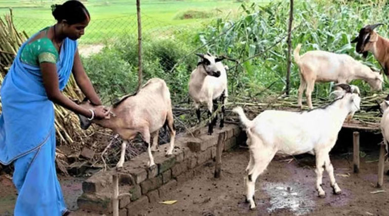 रायपुर: पशुपालन को मिलेगा नया आयाम, भटगांव में स्थापित होगा आधुनिक ब्रीडिंग सेंटर  