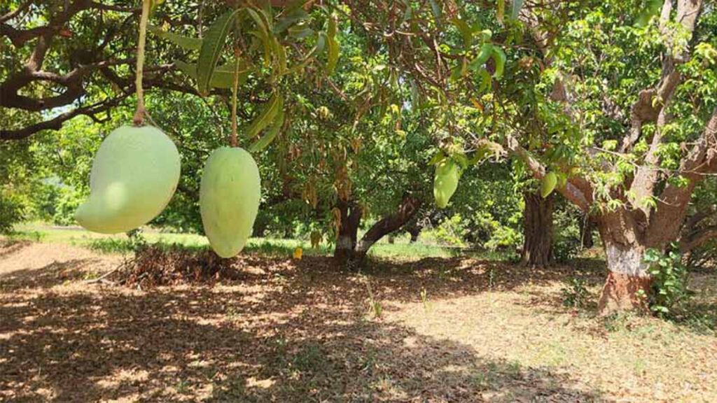 kathiwada-noorjahan-mango