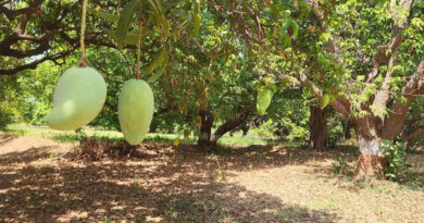 kathiwada-noorjahan-mango