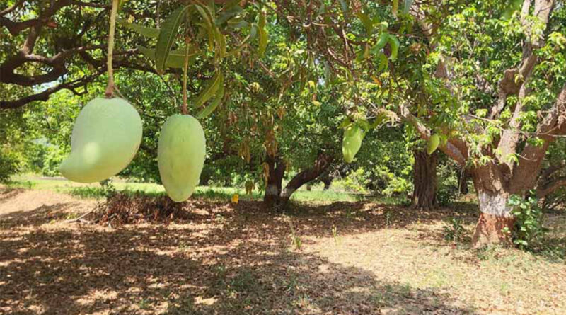 kathiwada-noorjahan-mango