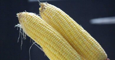 आज का मक्का मंडी रेट (27 मई 2026)