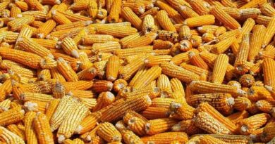 आज का मक्का मंडी रेट (11 मई 2026)
