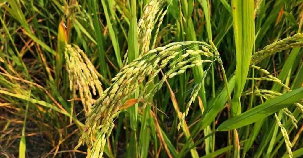 अधिक उपज देने वाली धान की किस्म: पूसा बासमती 6 (पूसा 1401)