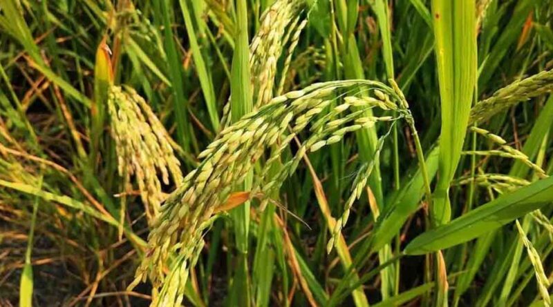 अधिक उपज देने वाली धान की किस्म: पूसा बासमती 6 (पूसा 1401)