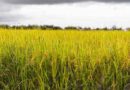 आज का धान मंडी रेट (23 मई 2026)