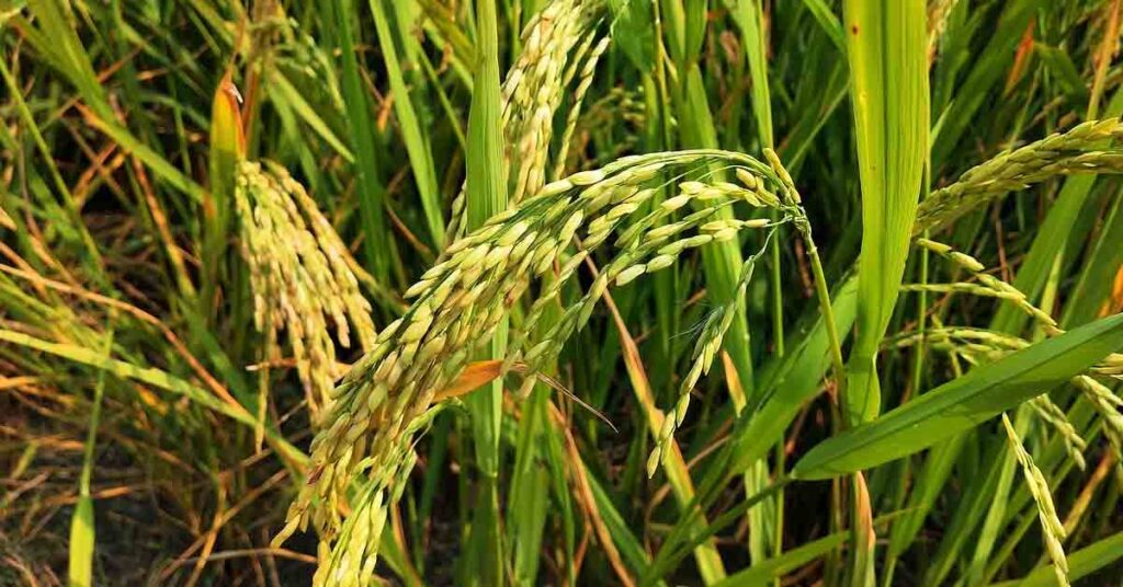 अधिक उपज देने वाली धान की किस्म: पूसा बासमती 1886