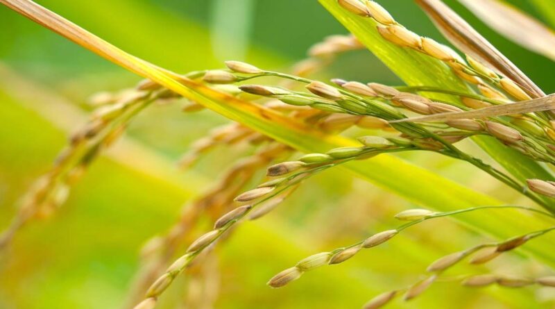 आज का धान मंडी रेट (20 मई 2026) 