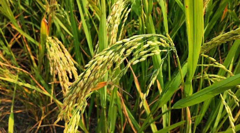 अधिक उपज देने वाली धान की किस्म: पूसा बासमती 1847