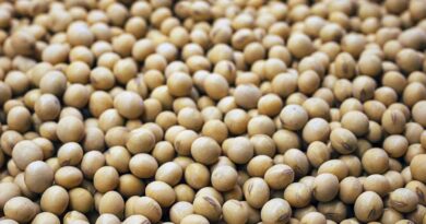 हिमाचल प्रदेश और पहाड़ी क्षेत्रों के लिए अनुशंसित सोयाबीन किस्में
