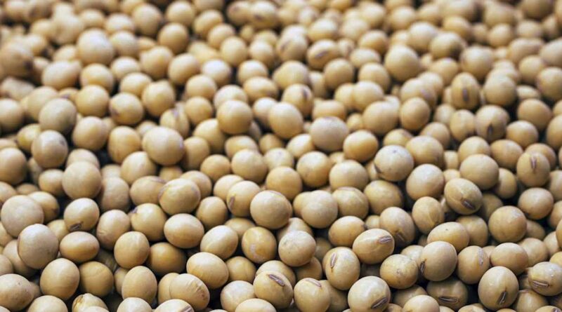 कर्नाटक, तेलंगाना, आंध्र प्रदेश और दक्षिण भारत के लिए सोयाबीन किस्में