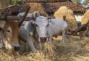 मध्यप्रदेश: गौवंश को लू से बचाने के लिए प्रशासन सख्त, गौशालाओं में विशेष व्यवस्थाएं सुनिश्चित करने के दिए निर्देश  