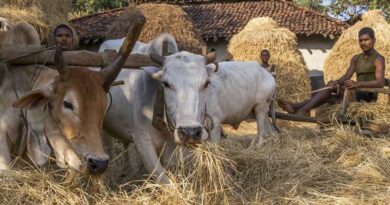 मध्यप्रदेश: गौवंश को लू से बचाने के लिए प्रशासन सख्त, गौशालाओं में विशेष व्यवस्थाएं सुनिश्चित करने के दिए निर्देश  