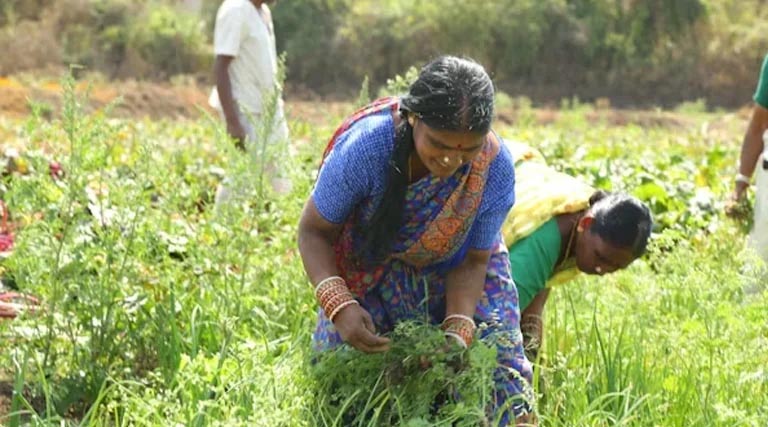 अब बिहार राज्य के किसानों के लिए फार्मर रजिस्ट्री होना बेहद जरुरी होगा