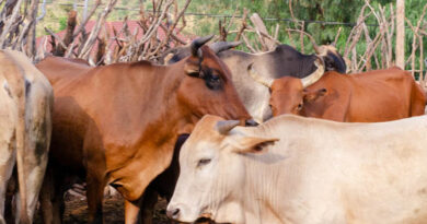 सूखे चारे का यूरिया उपचार