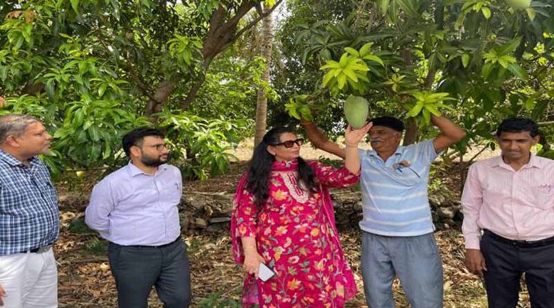 आलीराजपुर कलेक्टर ने ऑर्गेनिक आम उत्पादक किसानों के फार्मों का किया भ्रमण