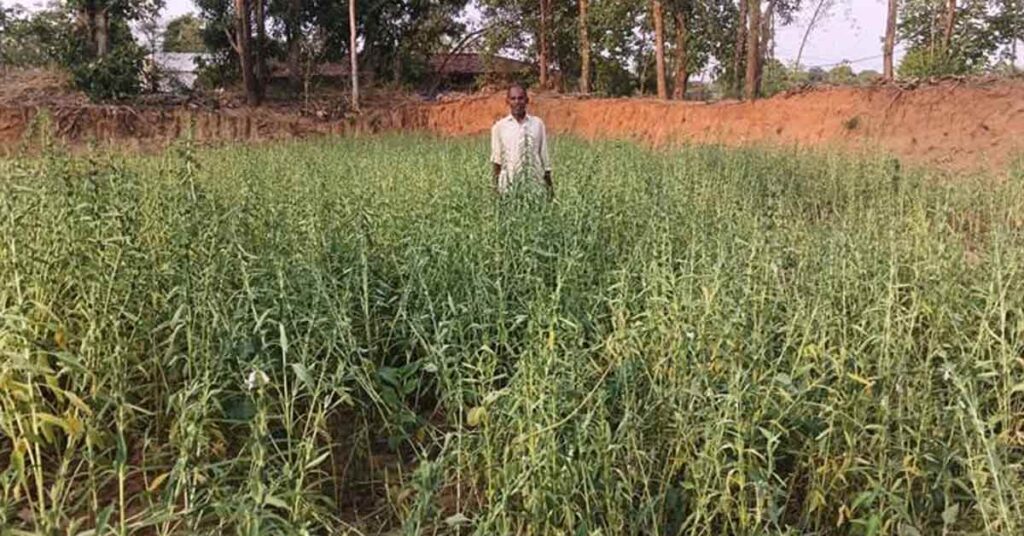 बालाघाट : ग्रीष्मकालीन तिल की खेती बनी किसानों के लिए लाभ का सौदा