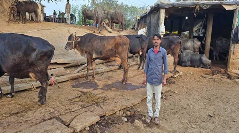 विदिशा: लखपत यादव के पशुपालन ने लिया लाभकारी उद्यम का रूप