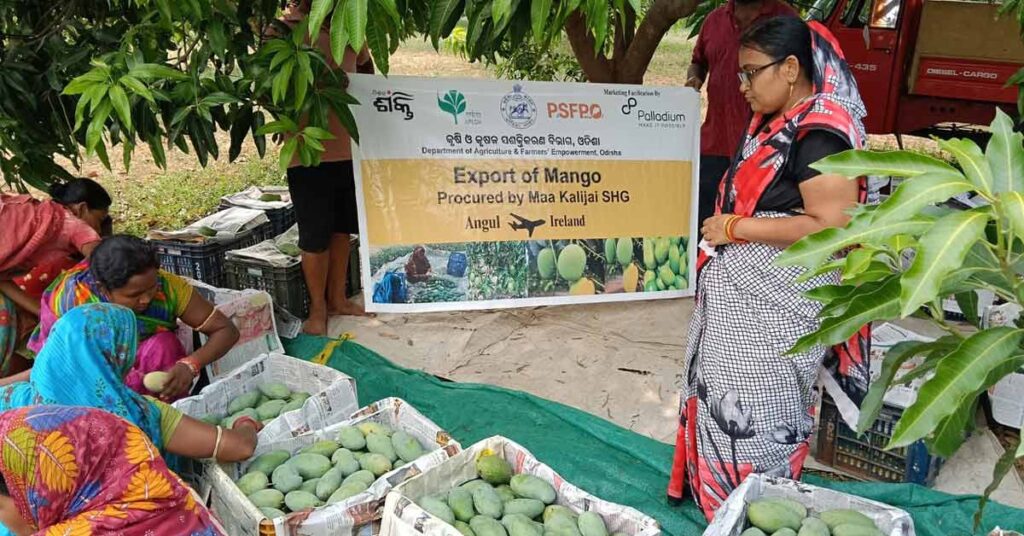 ओडिशा की महिला स्वयं सहायता समूह ने लंदन भेजे अमरपाली आम, कृषि निर्यात में रचा नया इतिहास