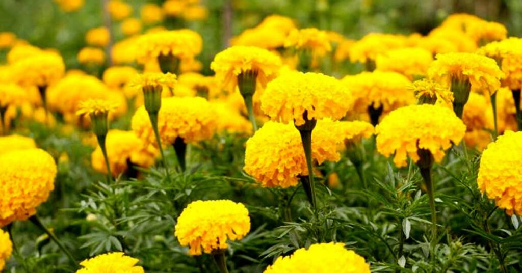 भोपाल कलेक्टर ने प्रगतिशील किसानों के प्रक्षेत्रों का किया अवलोकन