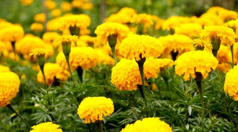 भोपाल कलेक्टर ने प्रगतिशील किसानों के प्रक्षेत्रों का किया अवलोकन