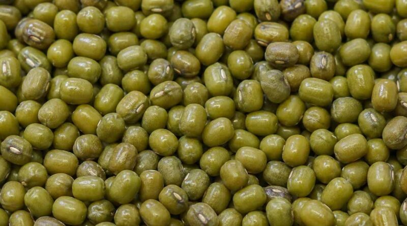 बड़वानी: समर्थन मूल्य पर ग्रीष्मकालीन मूंग पंजीयन 15 जून तक