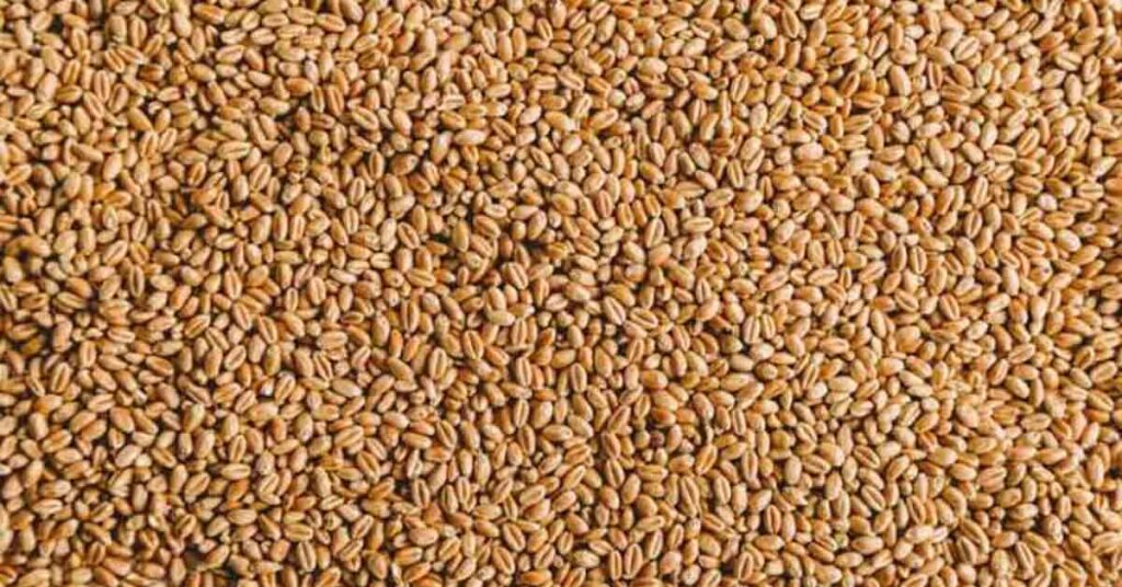 धार: रबी फसल ऋण को जमा करने की अंतिम तिथि 15 जून