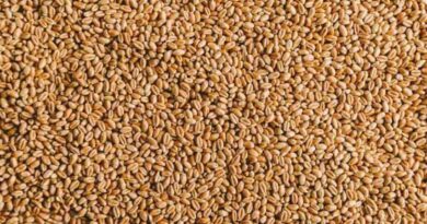धार: रबी फसल ऋण को जमा करने की अंतिम तिथि 15 जून