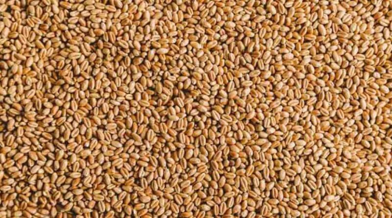 धार: रबी फसल ऋण को जमा करने की अंतिम तिथि 15 जून