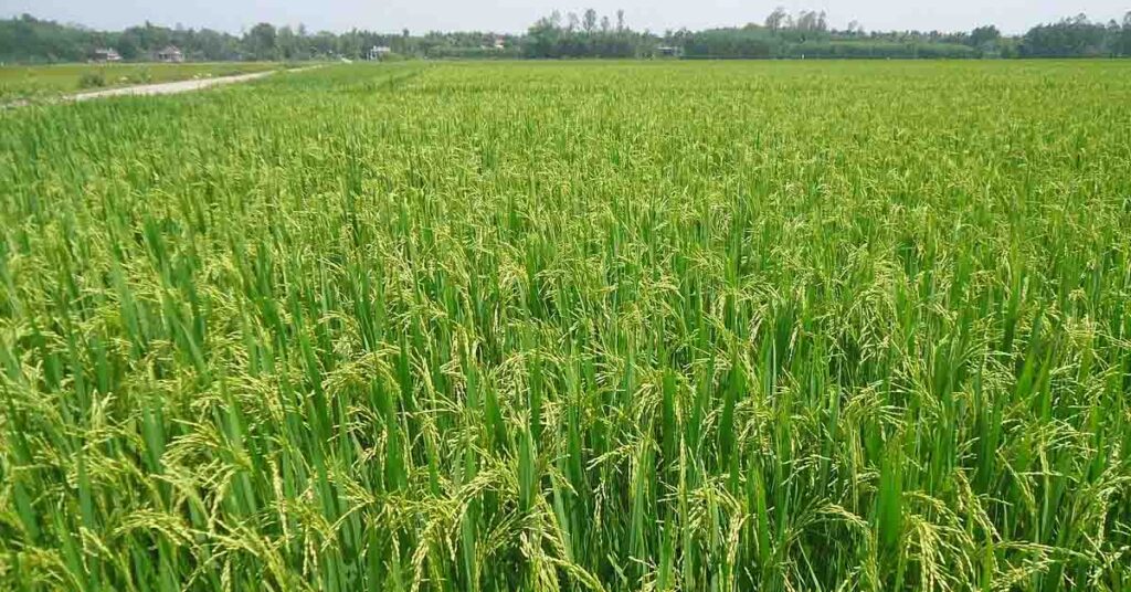 आज का धान मंडी रेट (10 जून 2026)