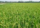 आज का धान मंडी रेट (10 जून 2026)