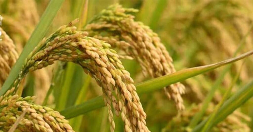 रायपुर: खरीफ सीजन से पहले उर्वरक भंडारण तेज, महासमुंद में 20 हजार टन से अधिक खाद उपलब्ध