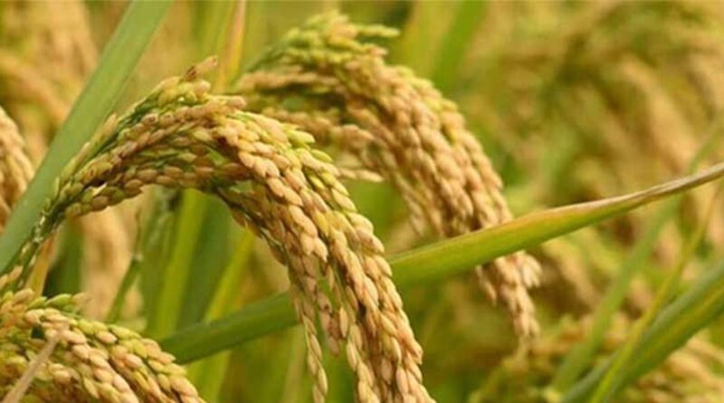 रायपुर: खरीफ सीजन से पहले उर्वरक भंडारण तेज, महासमुंद में 20 हजार टन से अधिक खाद उपलब्ध