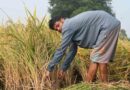 भारतीय कृषि में सुधार क्यों नहीं हो पाते?