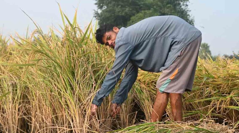 भारतीय कृषि में सुधार क्यों नहीं हो पाते?