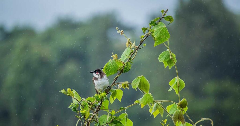 MP Weather: मध्यप्रदेश के रीवा-जबलपुर समेत इन जिलों में बरसेंगे बादल, मौसम विभाग ने जारी की चेतावनी