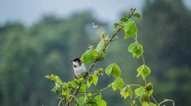 MP Weather: मध्यप्रदेश के रीवा-जबलपुर समेत इन जिलों में बरसेंगे बादल, मौसम विभाग ने जारी की चेतावनी