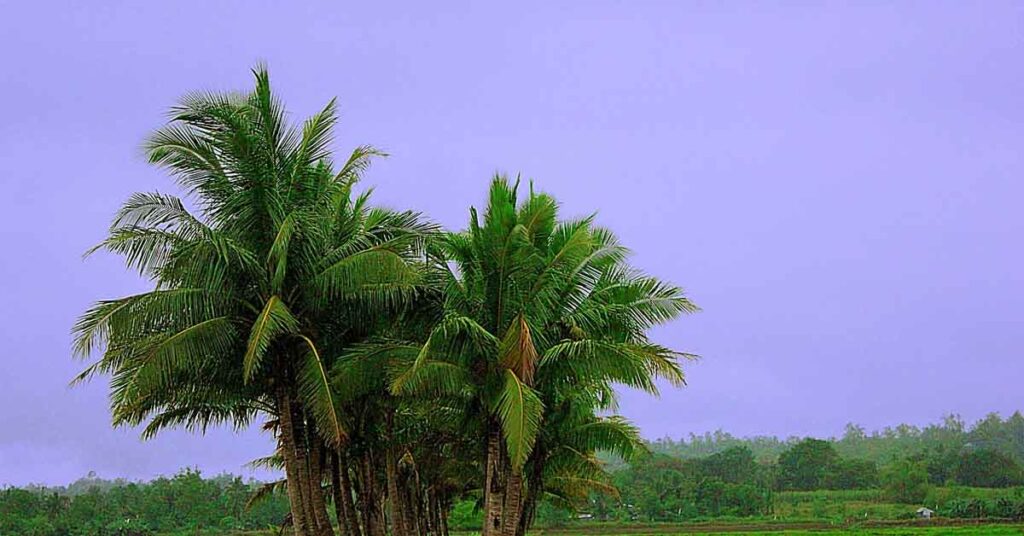 IMD Alert: मानसून ने पकड़ी रफ्तार, अगले 3 दिनों में इन राज्यों में होगी झमाझम बारिश, 80 KM/H की रफ्तार से चलेंगी हवाएं