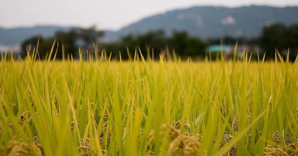 धान की सीधी बुवाई (DSR): खेत की तैयारी और सही किस्म से बढ़ेगा उत्पादन