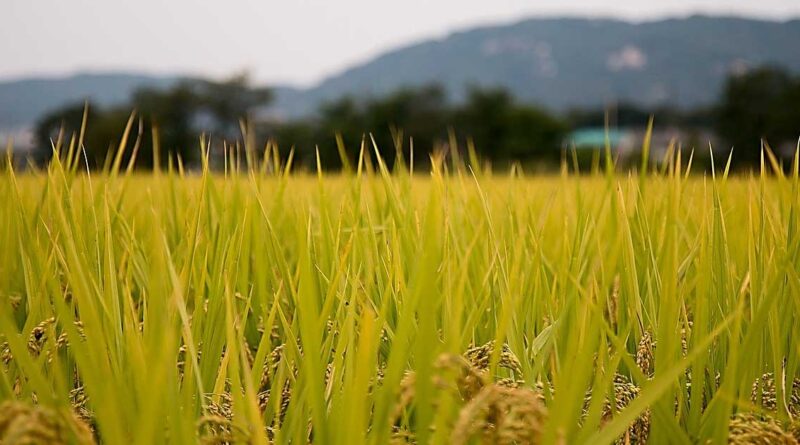 धान की सीधी बुवाई (DSR): खेत की तैयारी और सही किस्म से बढ़ेगा उत्पादन