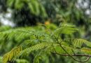 IMD Weather Alert: देशभर में बदला मौसम, दिल्ली में तेज आंधी-तूफान, MP-राजस्थान समेत कई राज्यों में बारिश का ऑरेंज अलर्ट जारी